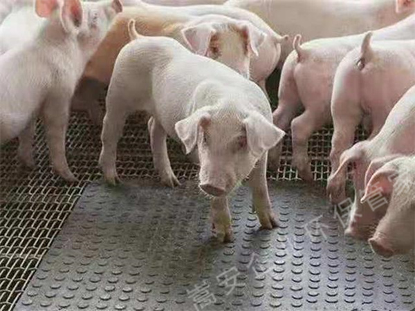 太平養(yǎng)殖場臭氣熏天，執(zhí)法部門通知限期整改